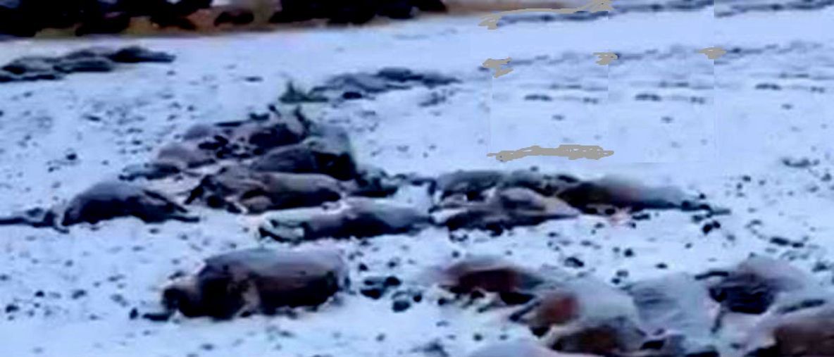 El crudo invierno aniquila a bovinos, caballos y guanacos