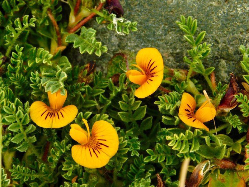 Concurso para elaborar la primera guía de flora nativa 