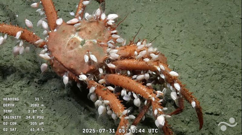 Detalles sobre el trabajo científico a bordo del Falkor Too