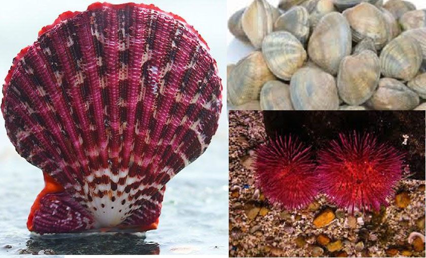 La acidificación de los mares está afectando a la fauna  