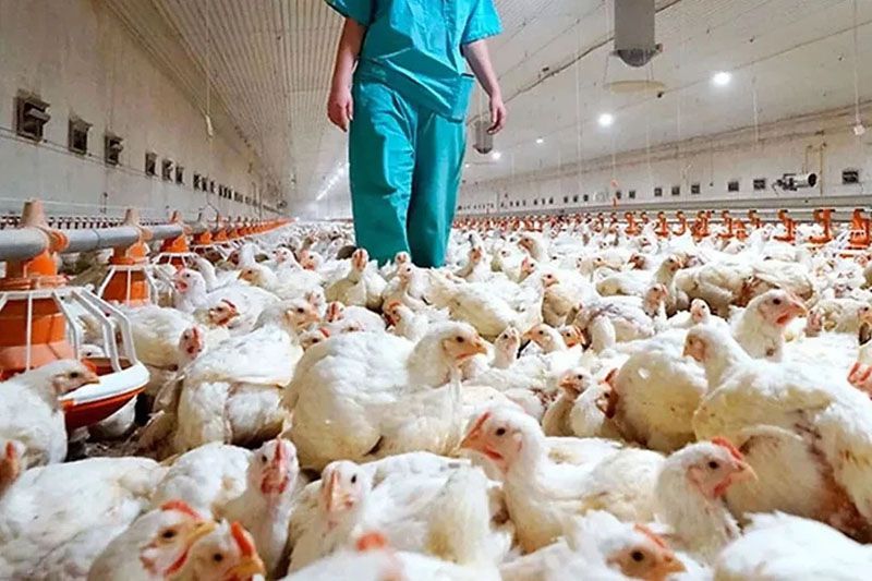 Suspenden parcialmente las exportaciones de productos aviares