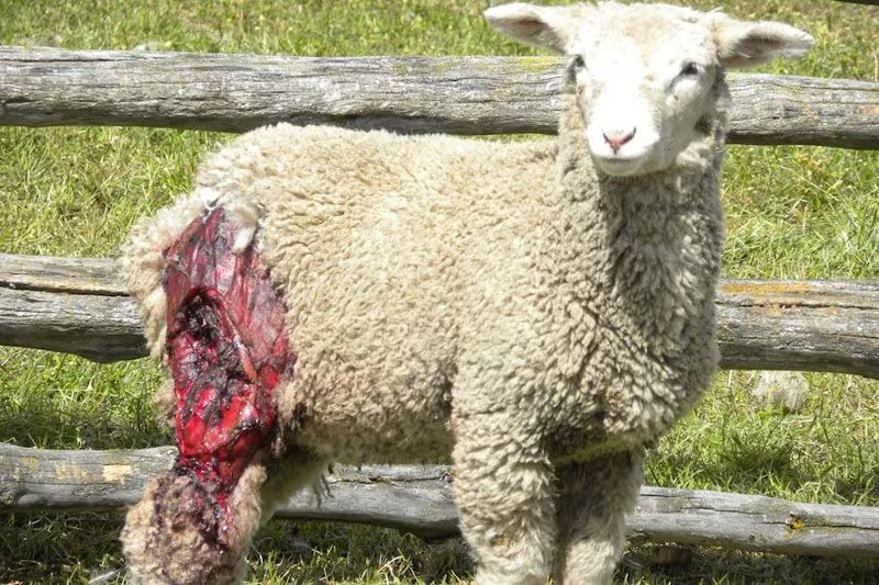 El campo fueguino en jaque por los perros asilvestrados