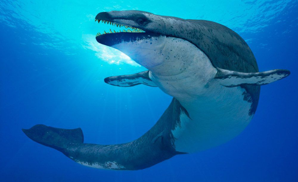 Hallan en Antártida fósil de ballena más antiguo del mundo