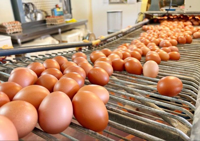 Avanza la certificación de huevos frescos en Tierra del Fuego