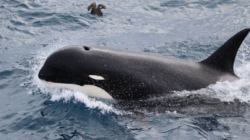 Investigan varamiento de orcas en Bahía San Sebastián