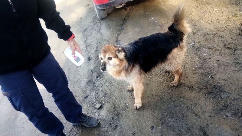 Zoonosis realizó un nuevo operativo territorial