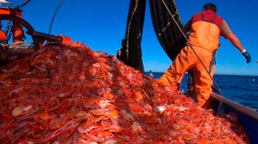 Depredación: devuelven al mar diez toneladas de langostino 