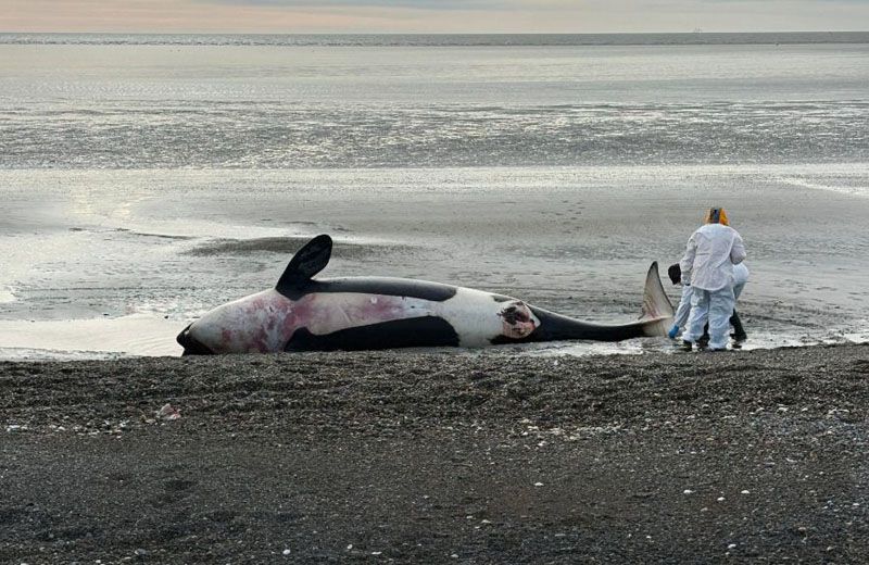 Investigan el varamiento de 15 orcas en Tierra del Fuego