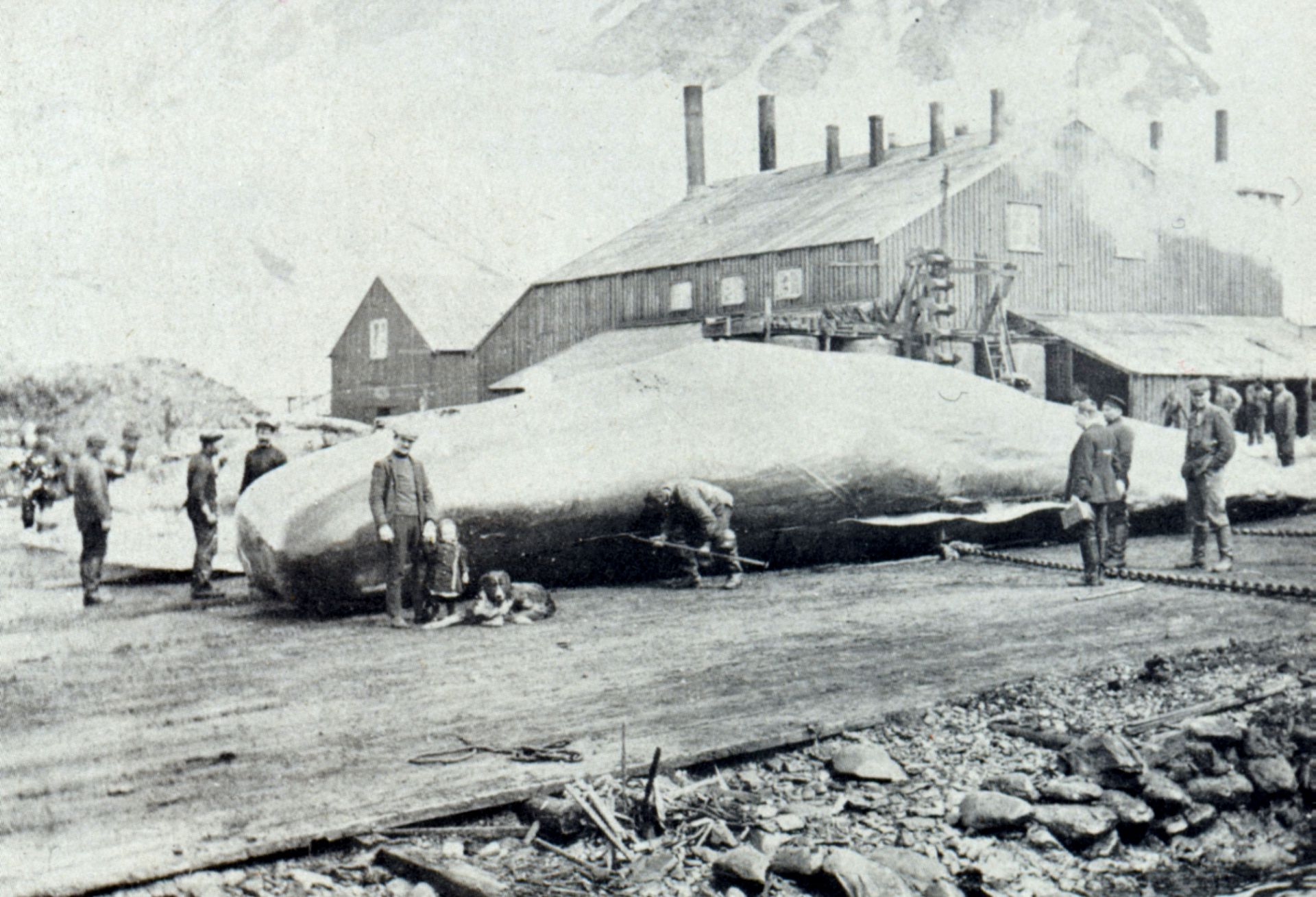 Nace la hija de un trabajador ballenero en las islas Georgias