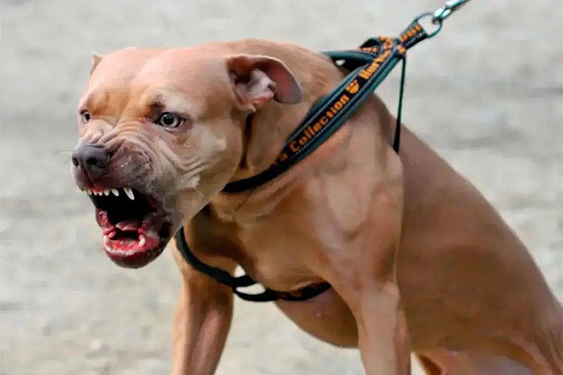 Preocupación en Ushuaia por un pitbull suelto que atacó reiteradas veces