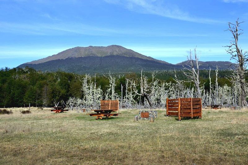 Avanzan tareas de reforestación en Corazón de la Isla