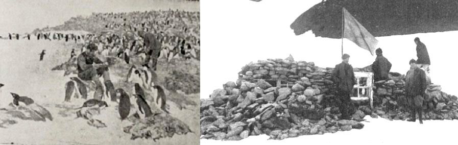 Finaliza el acopio de huevos de pingüino para todo el año   