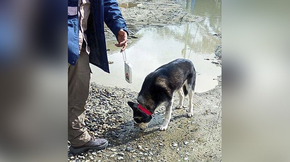 Zoonosis realizó controles para promover la tenencia responsable 