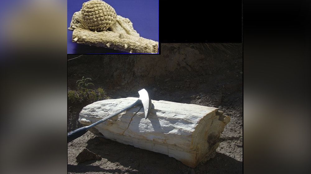 Maderas petrificadas permiten deducir evolución de las flores