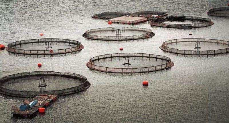 Respaldo a la actual regulación de la Salmonicultura 