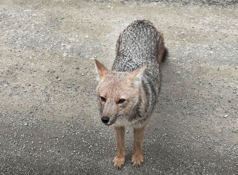Llega el momento de sacar al zorro del gallinero