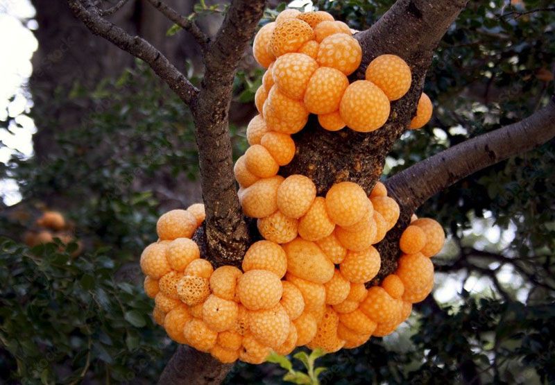 Identifican hongos únicos en el mundo en bosques fueguinos