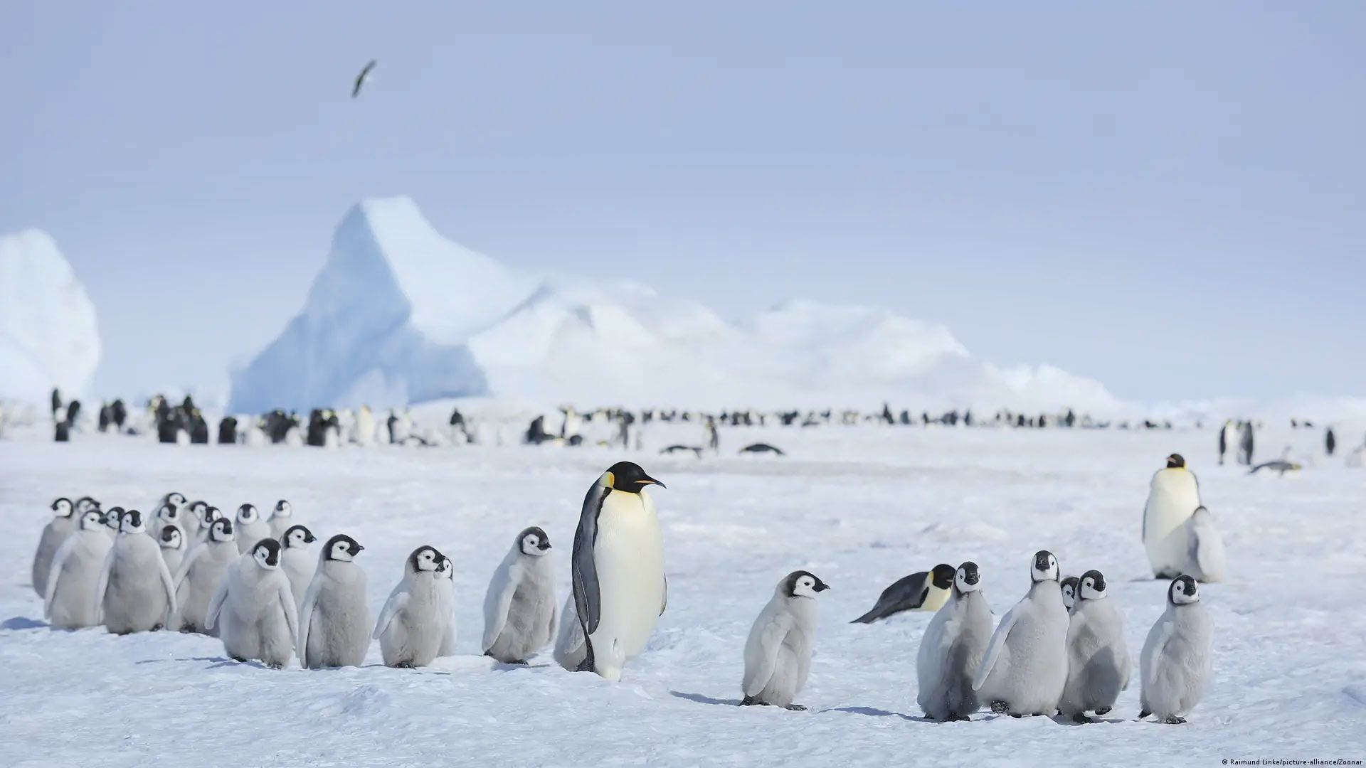 Pingüinos de la Antártida modifican sus ciclos por el clima