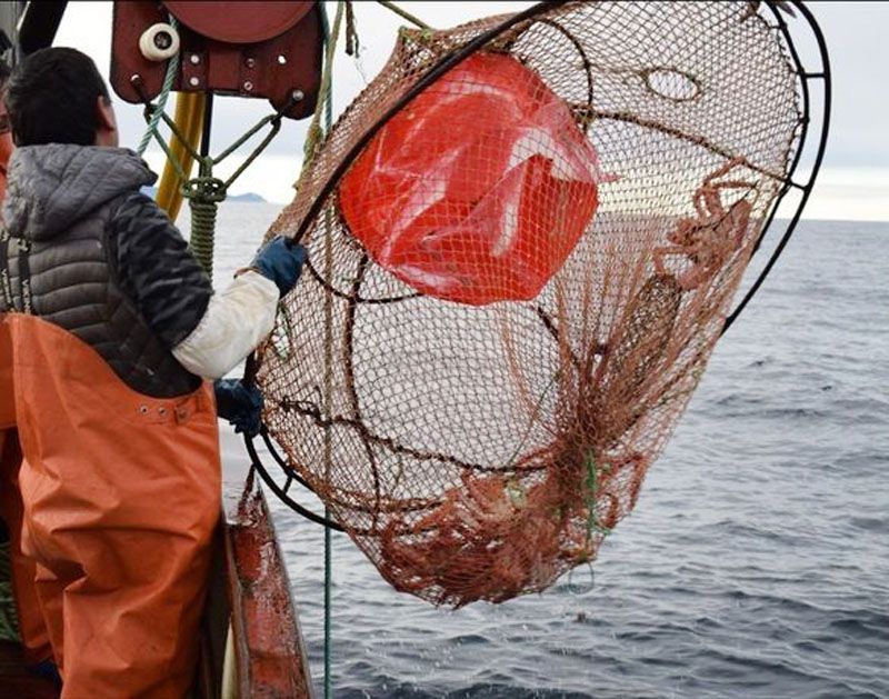 Avances en la elaboración del Plan de Manejo de Centolla 