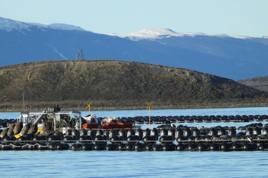 Pescadores artesanales cuestionan la intromisión de Newsan