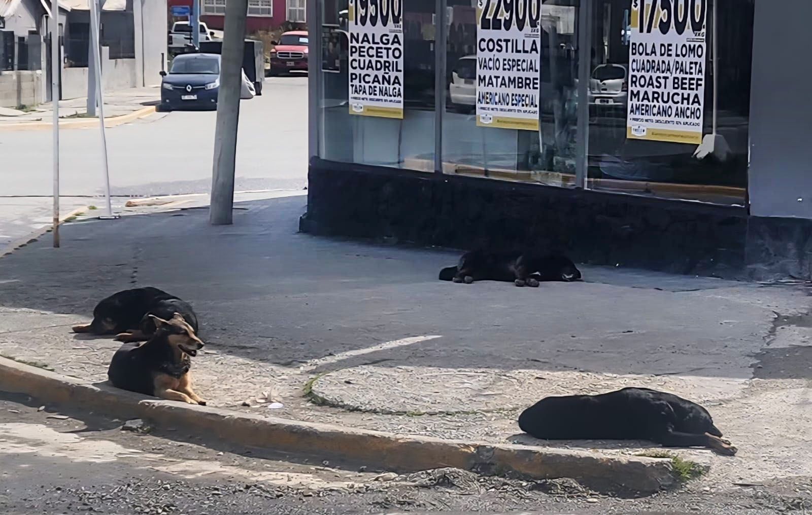 Oferta por kilo, abandono por costumbre