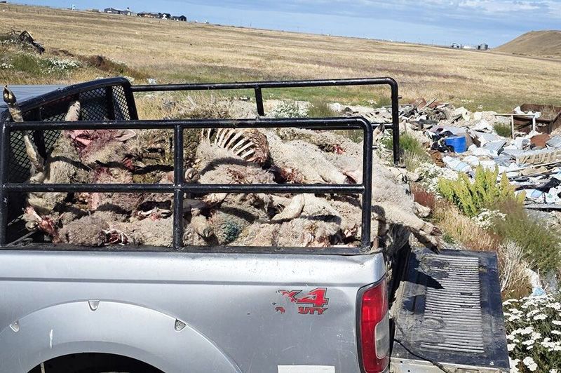Más de 120 ovinos mueren por ataque de perros asilvestrados 
