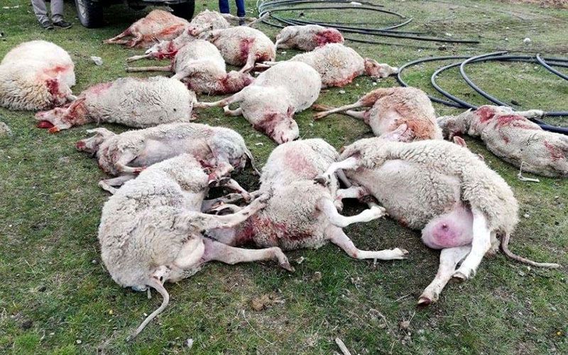 Explican el desastre que provocan la jaurías en la producción ovina