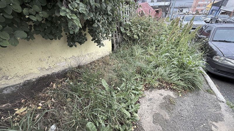 La ¨Yuyocracia¨ del fin del mundo