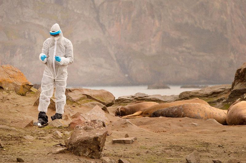 Alertan que la gripe aviar H5N1 se expandió en la Antártida