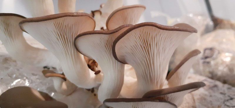 Jornada para impulsar la producción de hongos comestibles