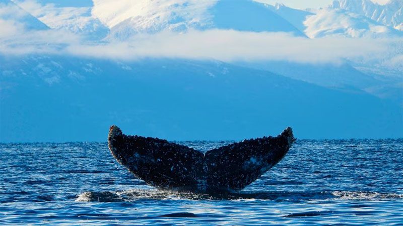 Cada vez más ballenas en el Canal Beagle