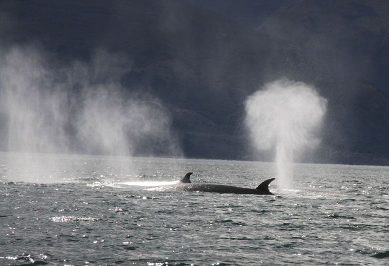 La explicación a los avistajes de ballenas en la bahía de Ushuaia