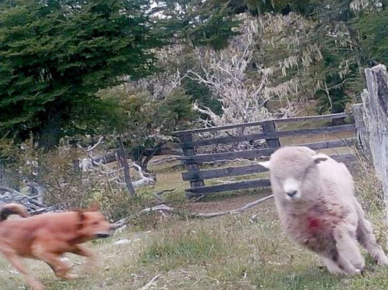 Definen nuevas acciones contra los perros asilvestrados