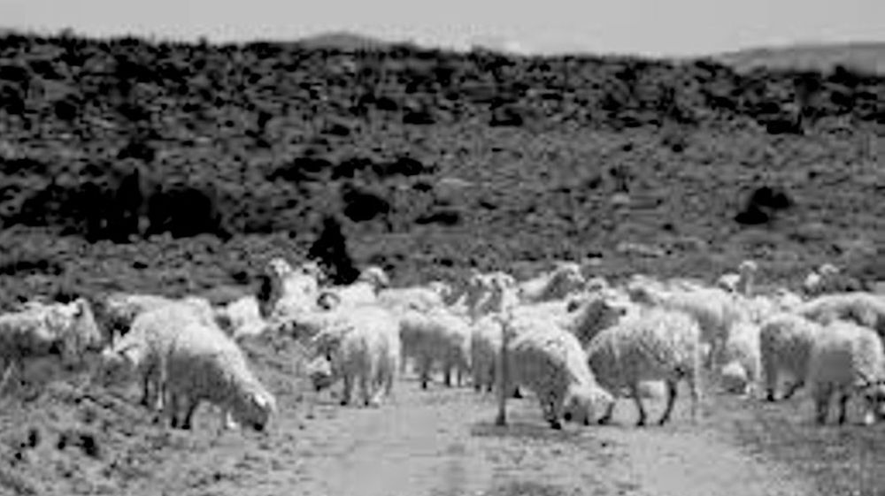 La estancia San Pablo llega a esquilar a unos 46 mil ovinos