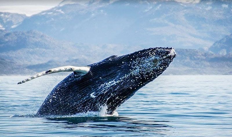 Sciurano propone proteger a las ballenas en el Beagle
