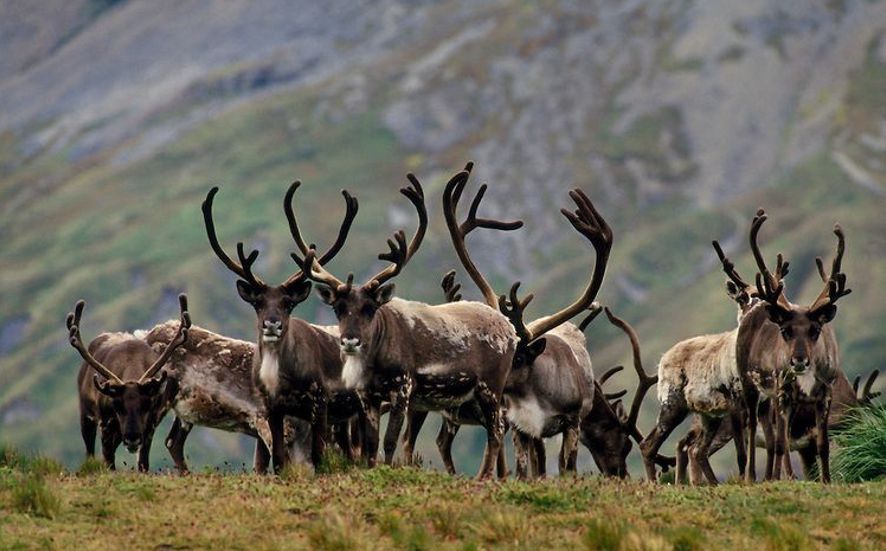 Balleneros noruegos introducen renos en las Georgias