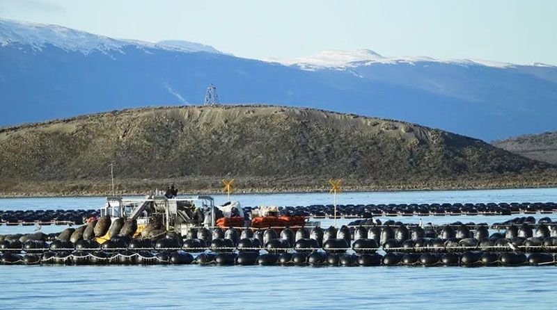 Se publicó la reglamentación de la ley de acuicultura 