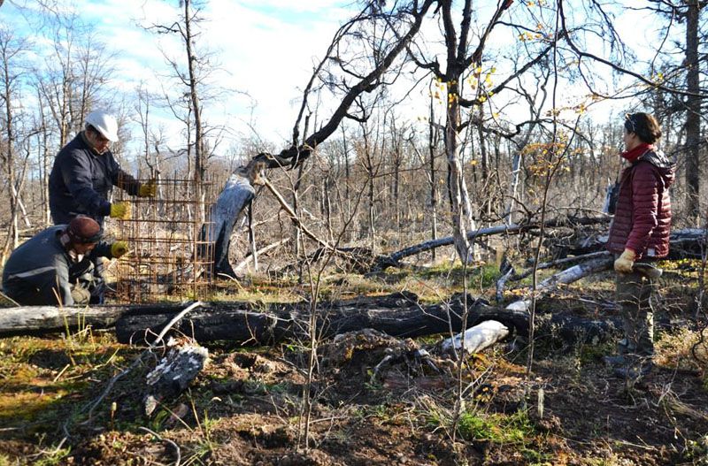 Avanza proceso de reforestación 