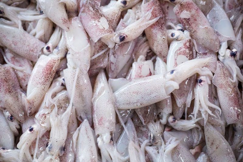 Más de 42.000 toneladas de calamar extraídas en Malvinas 