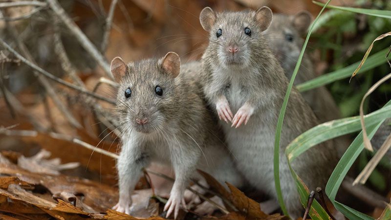 Advierten que no hay información oficial sobre casos de hantavirus en un crucero