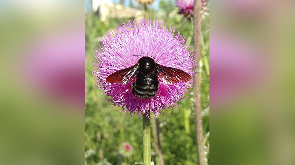 Se autorizó ingreso de abejorros para cultivo de cereza 