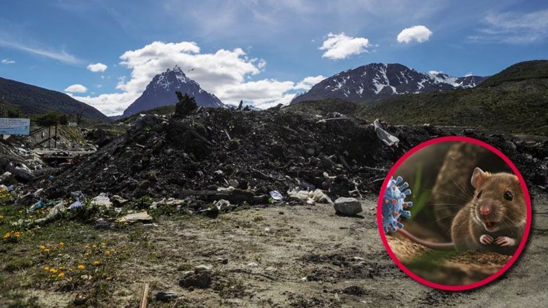 Descartan transmisión local de hantavirus en el basural