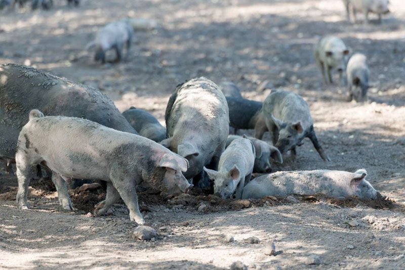 Triquinosis: casos confirmados y muestras negativas