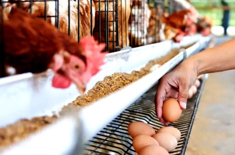 Promueven la producción fueguina de huevos