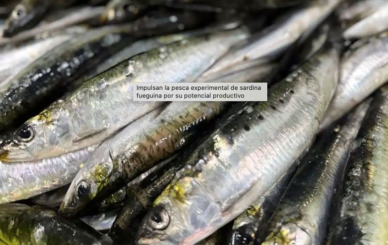 Postergan la pesca experimental de sardina fueguina