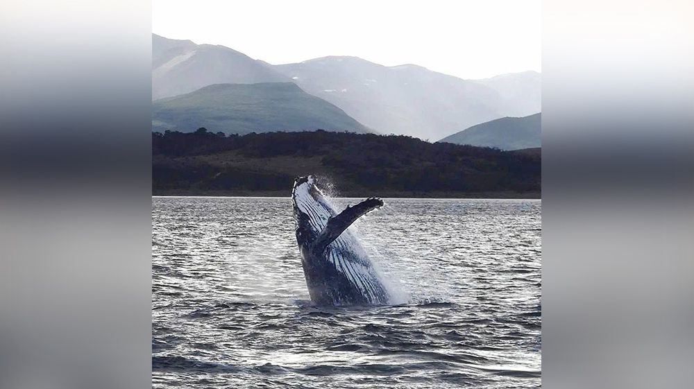 Récord de ballenas jorobadas en el canal Beagle