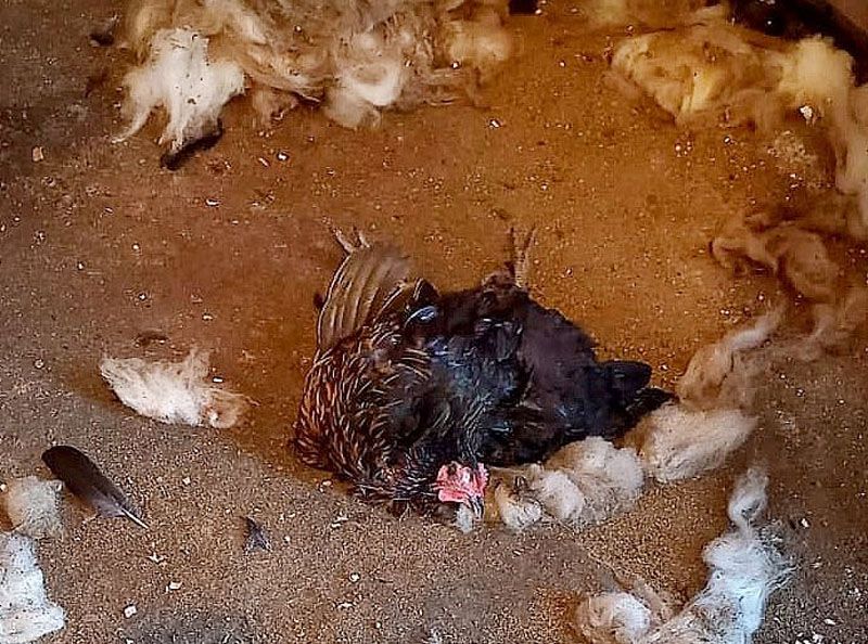 Un perro mató 28 gallinas y arruinó un emprendimiento avícola