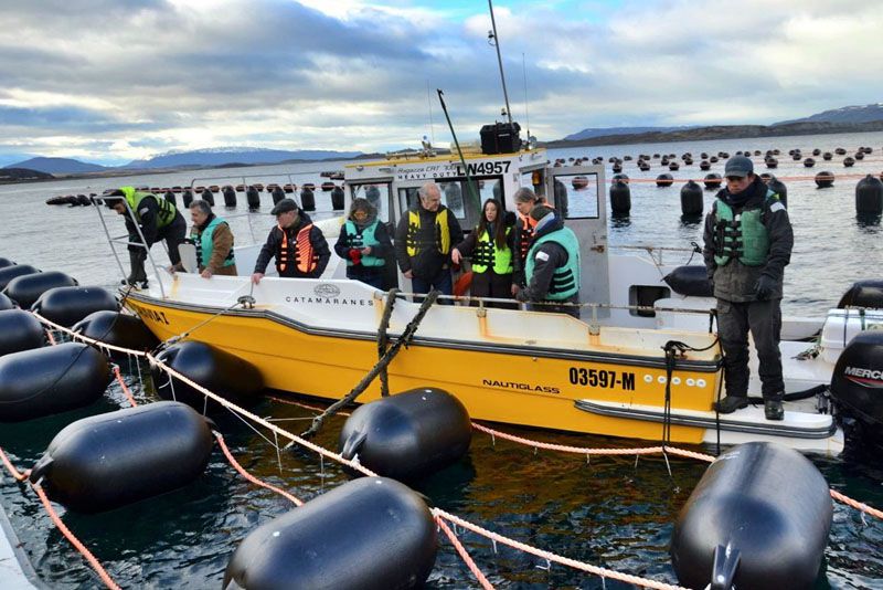 Se proyecta triplicar la producción de mejillones