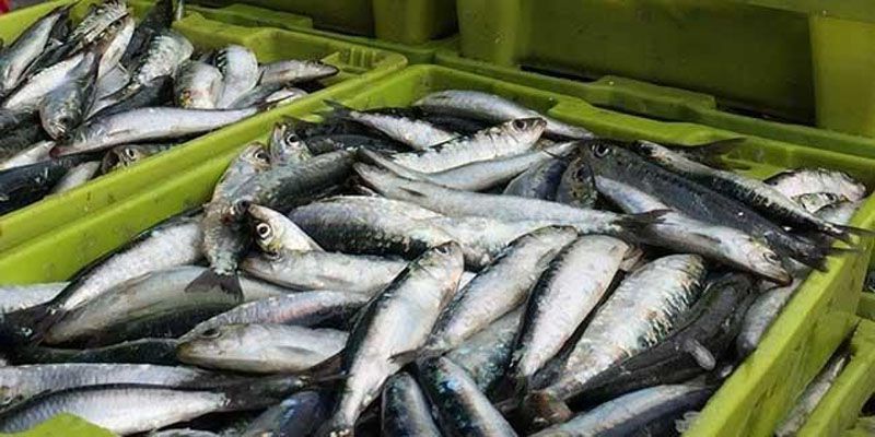 Sardina fueguina: habilitan pesca experimental por dos años