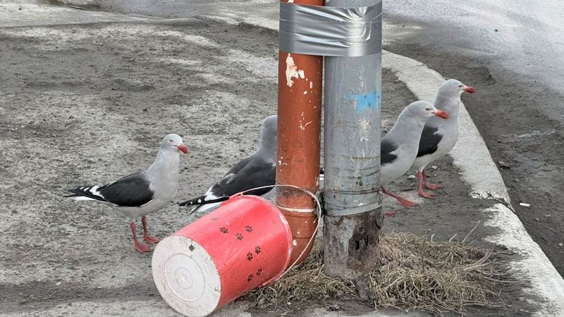 Buenas intenciones que chocan contra la salubridad pública